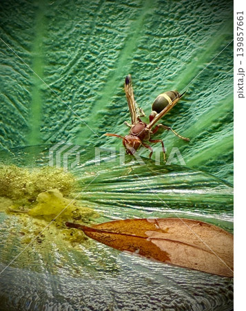 A wasp is drinking water A wasp is drinking water 139857661