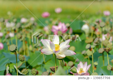 たくさんの果托に囲まれて凛と立つ美しい一輪のハスの花 たくさんの果托に囲まれて凛と立つ美しい一輪のハスの花 139857708