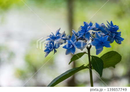 柔らかな新緑の背景に凛と咲く星型をした青い額紫陽花 柔らかな新緑の背景に凛と咲く星型をした青い額紫陽花 139857749
