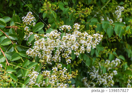 深緑の青葉に囲まれて涼しげに咲き誇る真っ白なサルスベリの花 深緑の青葉に囲まれて涼しげに咲き誇る真っ白なサルスベリの花 139857827