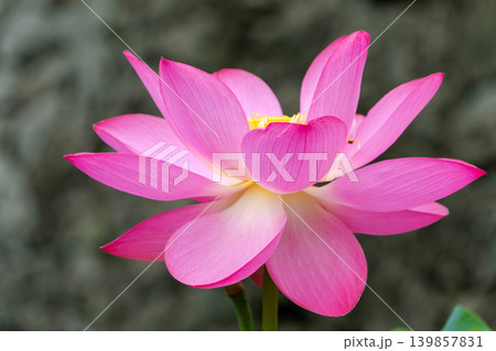 シックな背景に大輪のピンクの花びらを広げる美しいハスの一輪 シックな背景に大輪のピンクの花びらを広げる美しいハスの一輪 139857831