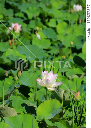 可憐な蓮の花 可憐な蓮の花 139857877