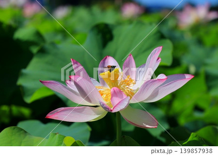白い蓮の花 白い蓮の花 139857938