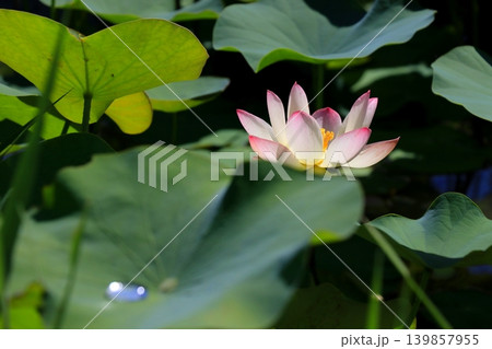 蓮の花としずく 蓮の花としずく 139857955