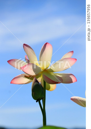 青空に映える蓮の花 青空に映える蓮の花 139857956