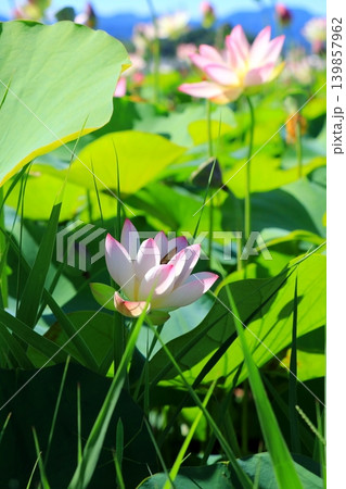 青空に映える蓮の花 青空に映える蓮の花 139857962