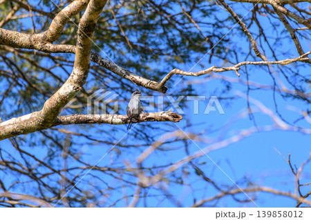 Crested Treeswift perched on a tree branch against the blue sky Crested Treeswift perched on a tree branch against the blue sky 139858012