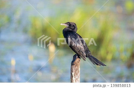 Little Cormorant perched on a wooden post in a wetland habitat wildlife portrait 139858013