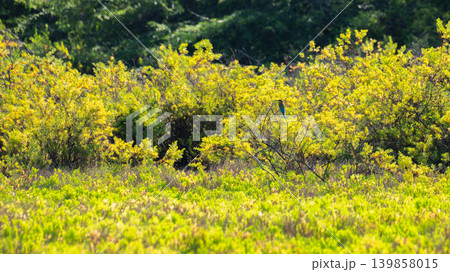 Bee Eater perched in lush tropical foliage and natural habitat in Sri Lanka 139858015
