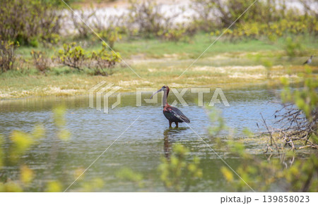 Glossy Ibis, a solitary bird wading in a shallow wetland lagoon 139858023