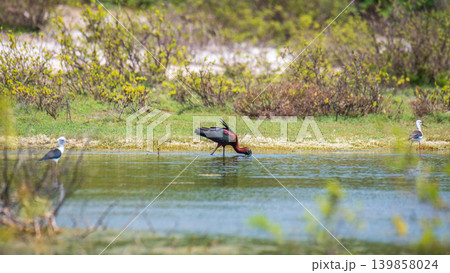 Glossy Ibis, a solitary bird wading in a shallow wetland lagoon Glossy Ibis, a solitary bird wading in a shallow wetland lagoon 139858024