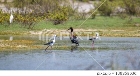 Glossy Ibis and Black-Winged Stilts wading in a wetland lagoon Glossy Ibis and Black-Winged Stilts wading in a wetland lagoon 139858030