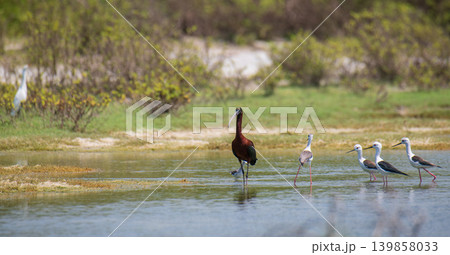 Glossy Ibis and Black-Winged Stilts looking at each other while wading in a wetland lagoon Glossy Ibis and Black-Winged Stilts looking at each other while wading in a wetland lagoon 139858033