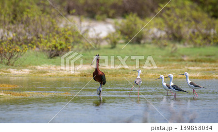 Glossy Ibis and Black-Winged Stilts looking at each other while wading in a wetland lagoon Glossy Ibis and Black-Winged Stilts looking at each other while wading in a wetland lagoon 139858034