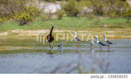 Glossy Ibis and Black-Winged Stilts looking at each other while wading in a wetland lagoon 139858035