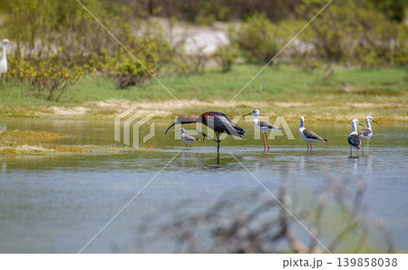 Glossy Ibis and black-winged stilts foraging in the coastal wetlands Glossy Ibis and black-winged stilts foraging in the coastal wetlands 139858038