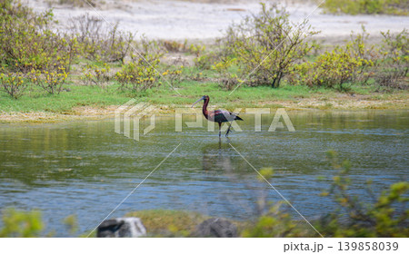 Glossy Ibis, a solitary bird wading in a shallow wetland lagoon 139858039