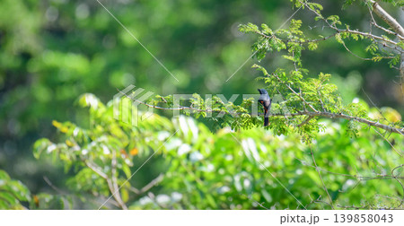Small minivet male bird perched among green tropical foliage, view from the bird's back. Small minivet male bird perched among green tropical foliage, view from the bird's back. 139858043