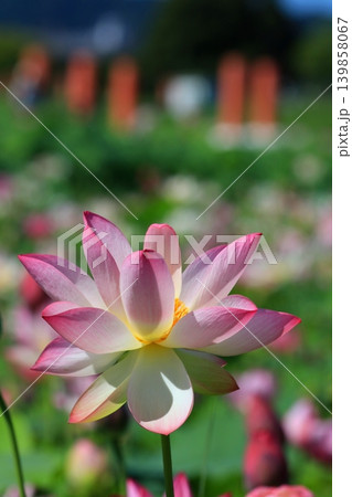 白い蓮の花 白い蓮の花 139858067
