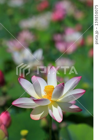白い蓮の花 白い蓮の花 139858075