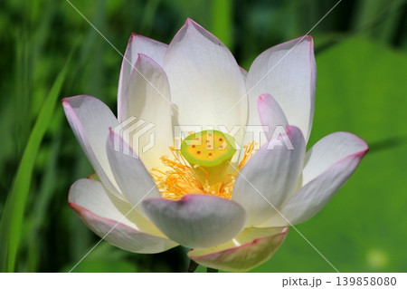白い蓮の花 白い蓮の花 139858080