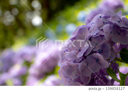 季節を告げる鮮やかな紫陽花（アジサイ）の風景 139858127