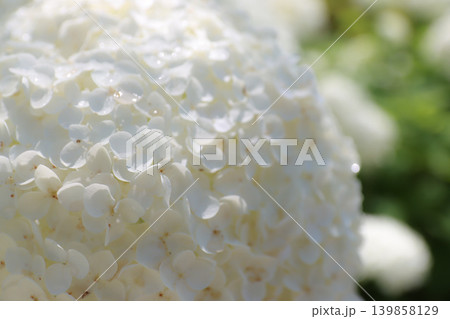 季節を告げる鮮やかな紫陽花(アジサイ)の風景 季節を告げる鮮やかな紫陽花(アジサイ)の風景 139858129