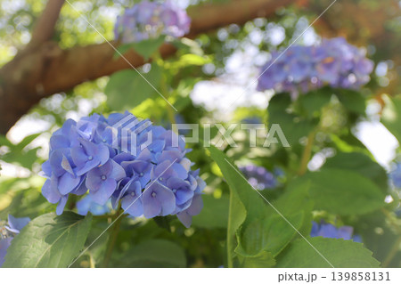自然の中に咲く綺麗なアジサイ（紫陽花）の花 139858131