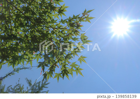 青空に映える新緑の青もみじと輝く太陽 139858139
