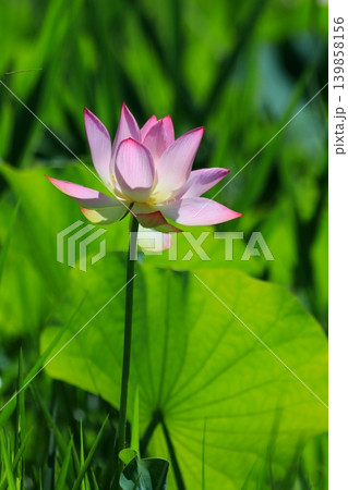 蓮の花のある風景 139858156
