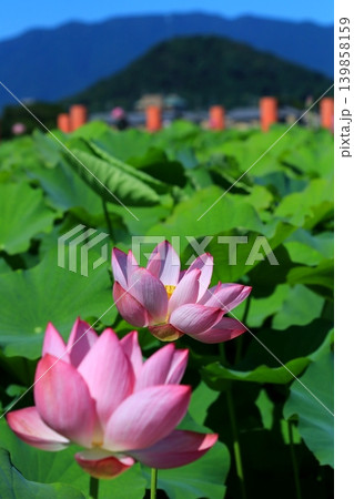 青空に映える蓮の花 139858159