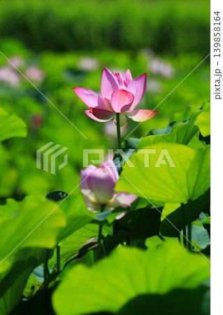 蓮の花のある風景 蓮の花のある風景 139858164