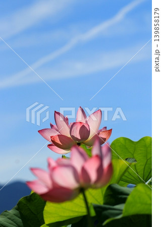 青空に映える蓮の花 青空に映える蓮の花 139858179