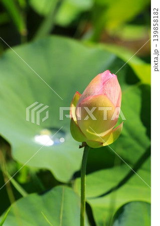 開きかけの蓮の花 開きかけの蓮の花 139858182