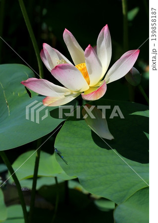 蓮の花のある風景 蓮の花のある風景 139858187