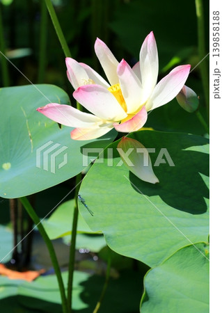 白い蓮の花 白い蓮の花 139858188
