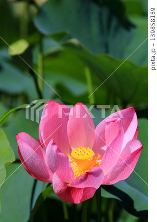 蓮の花のある風景 蓮の花のある風景 139858189