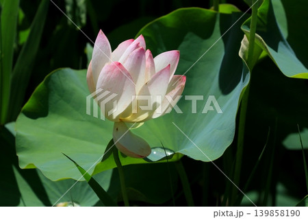 開きかけの蓮の花 開きかけの蓮の花 139858190