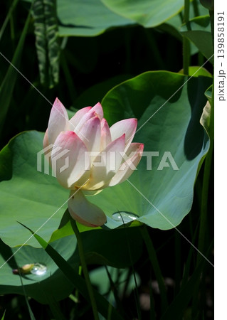開きかけの蓮の花 開きかけの蓮の花 139858191