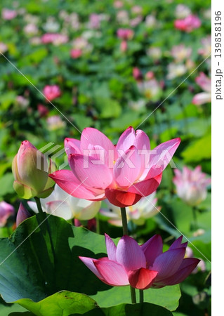 蓮の花のある風景 蓮の花のある風景 139858196
