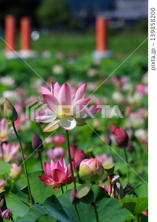 赤いハスの花 赤いハスの花 139858200