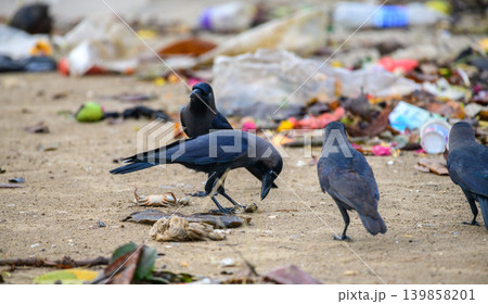 Crows scavenging through plastic waste on a polluted beach. Coastal Pollution, Marine Debris and Environmental Crisis Concept Crows scavenging through plastic waste on a polluted beach. Coastal Pollution, Marine Debris and Environmental Crisis Concept 139858201