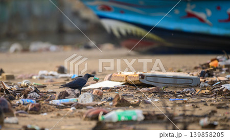 Crow carrying plastic waste on a polluted beach near a fishing boat. Coastal pollution and marine debris concept 139858205