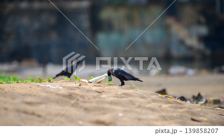 Crows scavenging through plastic polluted beach waste. Coastal environmental pollution and the urban wildlife survival concept 139858207