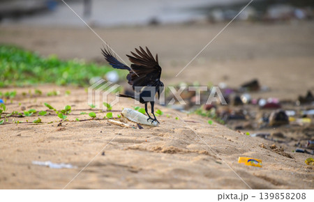 Crow playing with a plastic water bottle on a polluted sandy beach. Coastal waste, wildlife behavior, and environmental pollution concept Crow playing with a plastic water bottle on a polluted sandy beach. Coastal waste, wildlife behavior, and environmental pollution concept 139858208