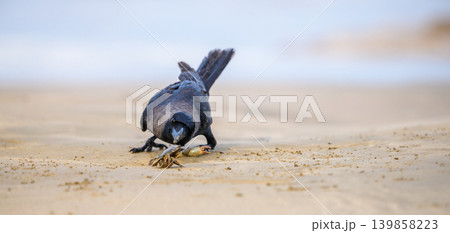 Curious crow hunting a small Crab on a sandy beach. Wildlife interaction close up in a natural coastal habitat Curious crow hunting a small Crab on a sandy beach. Wildlife interaction close up in a natural coastal habitat 139858223
