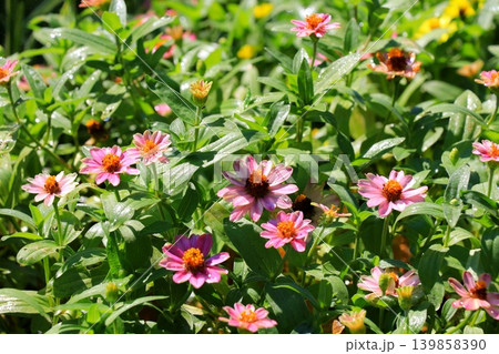 夏の花壇に咲くジニアの花 139858390