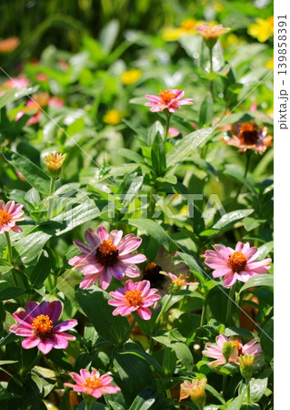 ジニアの花 ジニアの花 139858391