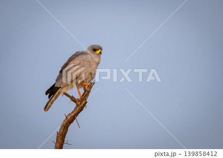 Eastern chanting goshawk under perfect blue sky 139858412