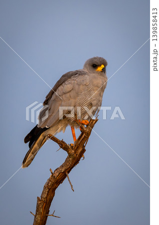 Eastern chanting goshawk watches camera from stump 139858413